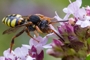 Nomada zonata