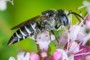 Coelioxys aurolimbata