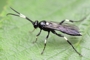 Coelichneumon deliratorius