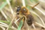 Colletes cunicularius