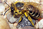 Colletes similis