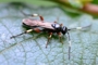 Cratichneumon flavifrons