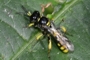 Crossocerus binotatus