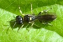 Crossocerus varus