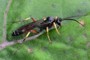 Ctenichneumon panzeri