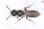 Lasioglossum morio