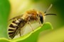 Colletes hederae