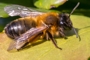 Andrena bicolor