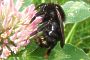 Bombus campestris