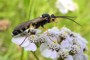 Ichneumon sarcitorius