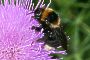 Bombus barbutellus