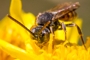 Nomada flavoguttata
