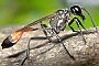 Ammophila sabulosa