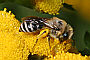 Colletes daviesanus