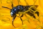 Ceratina cyanea