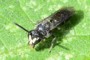 Hylaeus communis