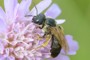 Halictus maculatus