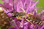 Halictus scabiosae