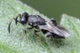 Haltichella rufipes