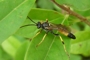 Ichneumon extensorius