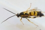 Ichneumon xanthorius