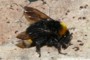 Bombus vestalis