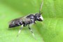 Hylaeus hyalinatus