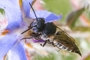 Coelioxys elongata