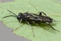 Macrophya ribis