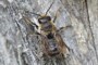 Megachile willughbiella