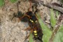 Nomada lathburiana