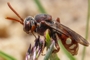 Nomada alboguttata