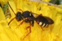 Nomada bifasciata