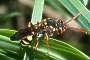 Nomada fulvicornis