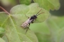 Nomada ruficornis