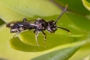 Nomada sheppardana