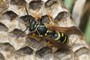 Polistes nympha