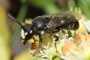 Hylaeus signatus