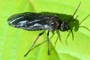 Phymatocera aterrima