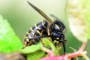 Dolichovespula saxonica