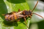 Nomada signata