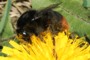 Bombus lapidarius