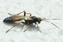 Stenichneumon culpator