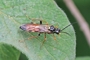 Tenthredopsis scutellaris