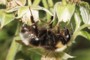 Bombus sylvestris