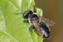 Megachile lapponica