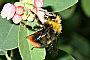 Bombus pratorum