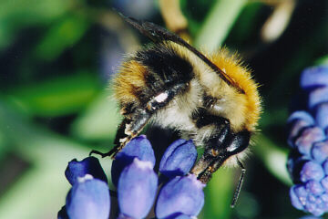 Ackerhummel