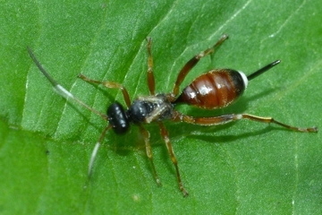 Agrothereutes abbreviatus