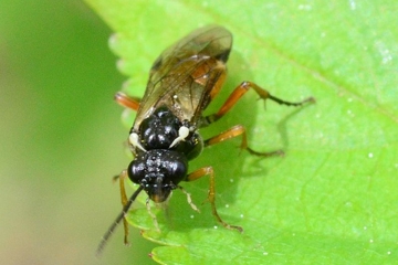 Aglaostigma aucupariae